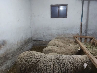Prodajem povoljno ovna, 3 dviske i tri ovce Ildefrans + 2. domace crne ovce i seno lucerku
