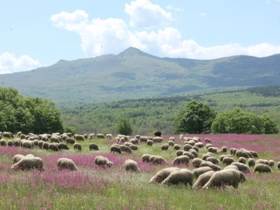 Prodajem umatičena grla Il de france