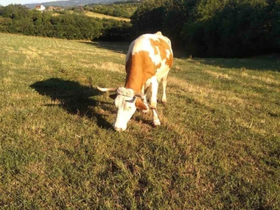 Prodajem umatičene Simentalke
