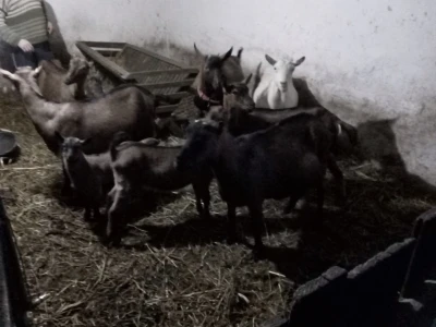 Prodaju se koze, jarac i jarići