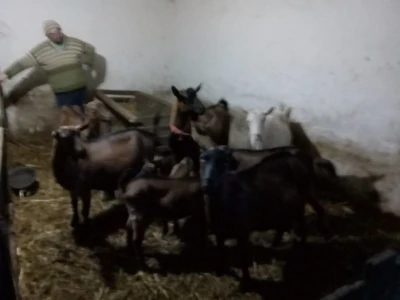 Prodaju se koze, jarac i jarići