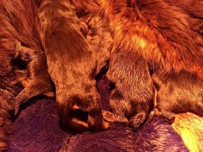 Prodaju se stenad Tibetanskog Mastifa sampionskog porijekla