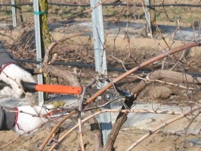 Profesionalno orezivanje i zaštita vinove loze, voća i ruža, obaranje debelih stabala i šišanje živih ograda povoljno!