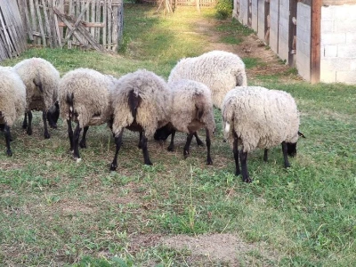 Romanovske ovce - plaćanje posle devet meseci