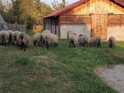Romanovske ovce - plaćanje posle devet meseci