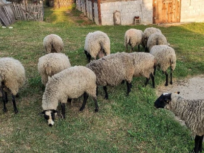 Romanovske ovce - plaćanje posle devet meseci