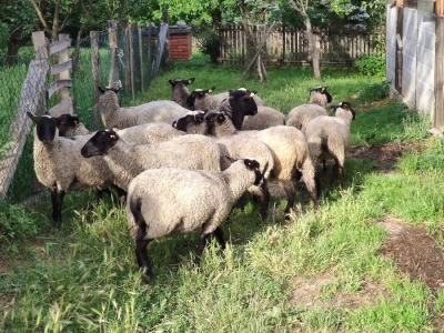 Romanovske ovce - plaćanje posle devet meseci