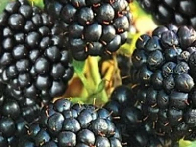 Rezervacije u toku za jesenju sadnju voćnih sadnica