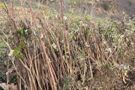 Sadnice Maline Vilamet