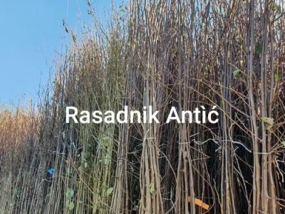 Sadnice sljive 24 sorti u ponudi - Sertifikovano!
