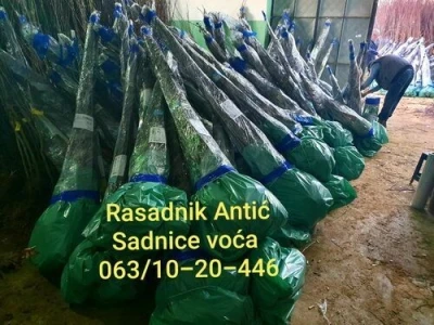 Sadnice sljive 24 sorti u ponudi - Sertifikovano!