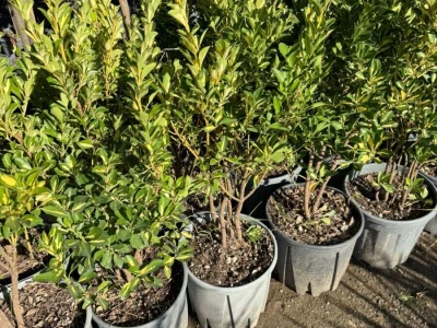 Sadnice ukrasnog i voćnog bilja - masline, citrusi, fotinija, voćke, čempresi