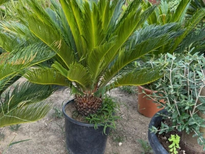 Sadnice ukrasnog i voćnog bilja - masline, citrusi, fotinija, voćke, čempresi