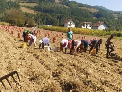 Semenski Krompir