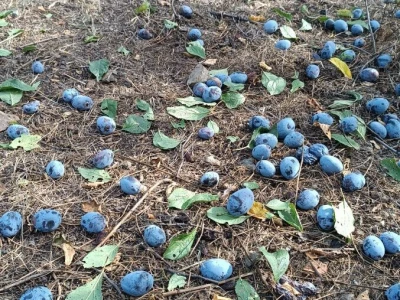 Šljivovica (nagradjivana)