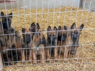 Štenci Belgijskog ovčara Malinoa