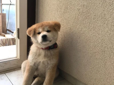 Štene akita inu