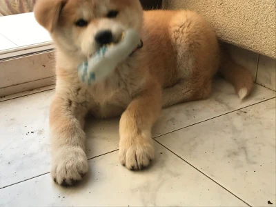 Štene akita inu
