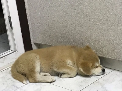 Štene akita inu