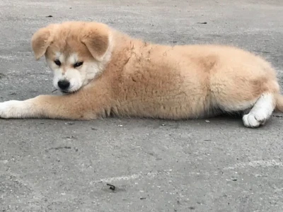 Štene akita inu