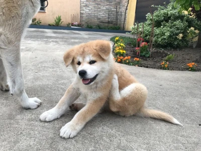 Štene akita inu