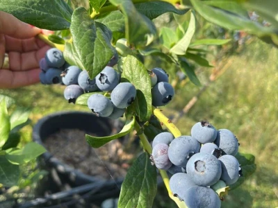 Trogodisnje sadnice BOROVNICA posadjene u saksije od 65 litara