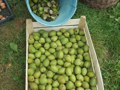 Trogodisnje sertifikovane kontejnerske sadnice ORAHA