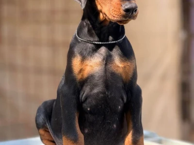 Prodaju se prelepi štenci dobermana, stari 3 meseca