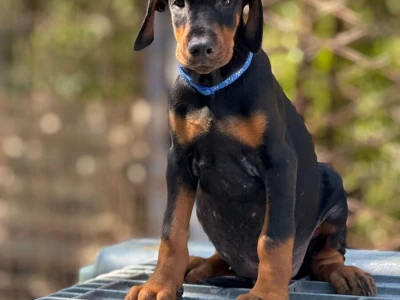 Prodaju se prelepi štenci dobermana, stari 3 meseca