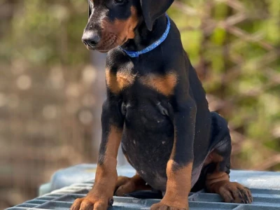 Prodaju se prelepi štenci dobermana, stari 3 meseca