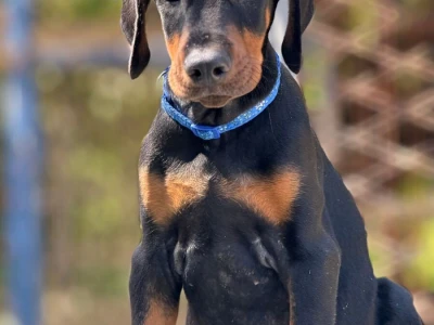 Prodaju se prelepi štenci dobermana, stari 3 meseca