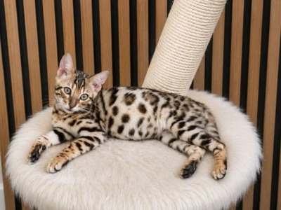 MMaestro_bengal macici