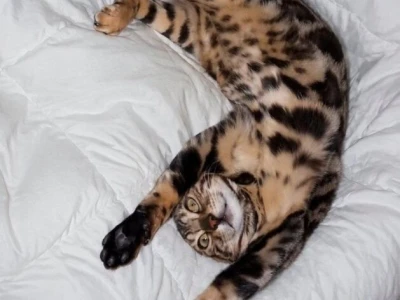 MMaestro_bengal macici