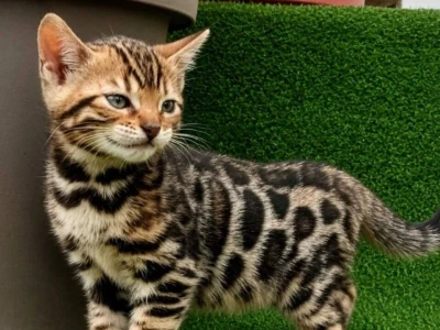 MMaestro_bengal macici