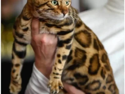 MMaestro_bengal macici