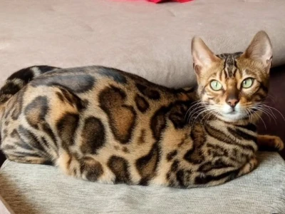 MMaestro_bengal macici