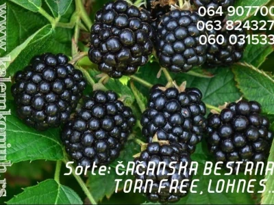 Voćne sadnice. Prodaja. Akcijske cene!!!