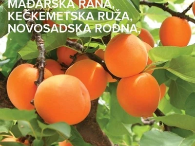 Voćne sadnice. Prodaja. Akcijske cene!!!