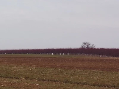 Voćnjak kajsija površine 9,3ha u Pavlovcima, pored Rume!