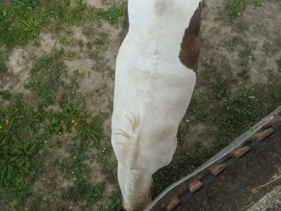 Kobila 3.5 godine