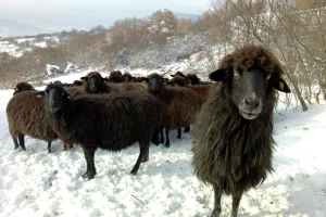 Karakačanska ovca