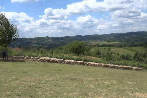 Ovce na ispaši