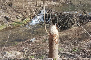 Dabar: od istrebljenja do velikog povratka na srpske reke