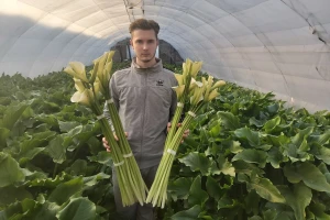 Proizvodnja cveća - kale, suncokreti, lizijantusi