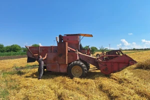 Žetva ječma u Jakovcu