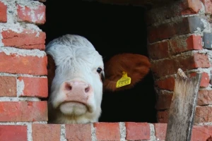 Farma mlečnih krava - Simićevo
