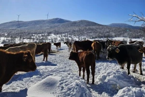 Krave na snegu Rajka Obradovića