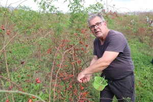 Boro oživio seosko imanje i napravio biznis sa šipkom