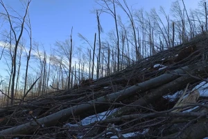 Sneg i led oborili su brojna stabla u šumama u niškom kraju