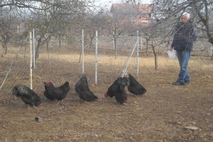 Poljoprivredno gazdinstvo Danila Brkića iz Kusatka gaji kokoške kombinovanih proizvodnih sposobnosti